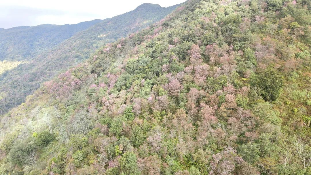云南施甸数万株野樱花绚丽绽放 扮靓山峦
